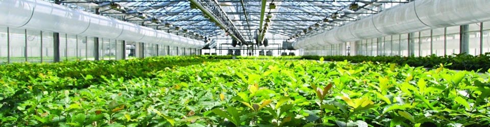 Seedlings in greenhouse